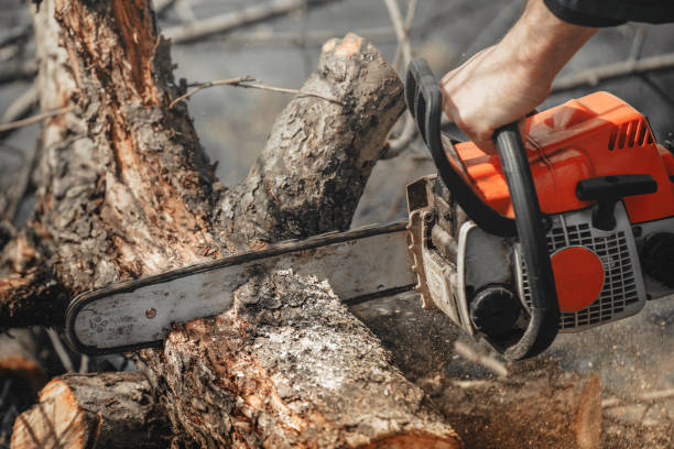 istock A man with a chainsaw in his hands saws old trees, sawdust fly to the sides 1395309110