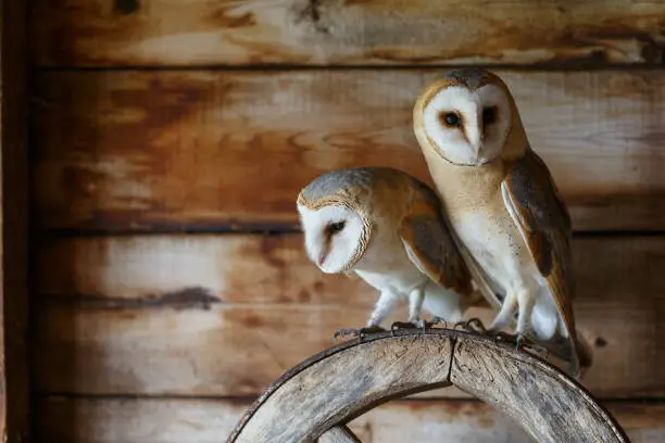 Photo of Barn owl in an old barn