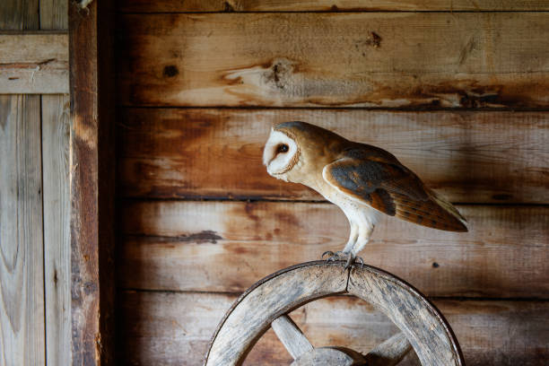 istock Barn owl in an old barn 1395309140