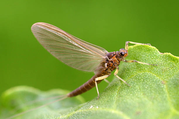 adultos: baetis tenax medio oliva - mayfly fly baetis fishing fotografías e imágenes de stock