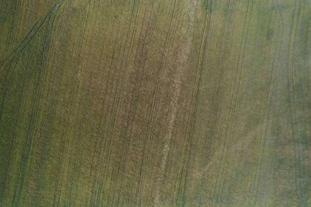 Aerial. Green grass texture background. Top view from drone.