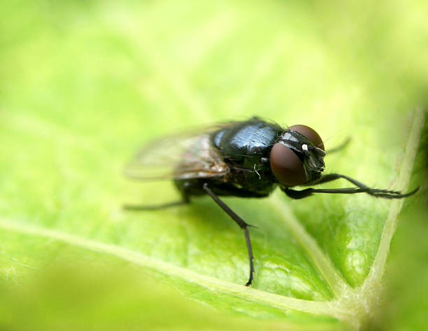 fly......(1) stock photo