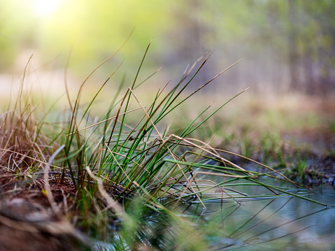 Beautiful tender grass near the water in the forest. Sunlight.