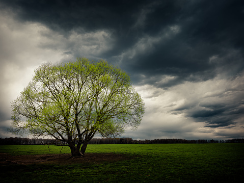 Blooming tree in a field in spring under a stormy sky