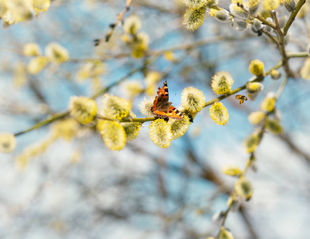 蝶と蜂の咲く黄色い柳 - goat willow ストックフォトと画像