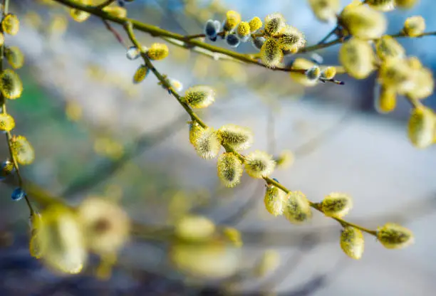 Blooming yellow willow