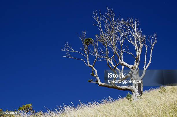 Lone Árbol Muerto Foto de stock y más banco de imágenes de Aire libre - Aire libre, Aislado, Azul