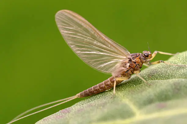 Photo of Adult Mayfly (Female) Olive Dun – Baetis tenax