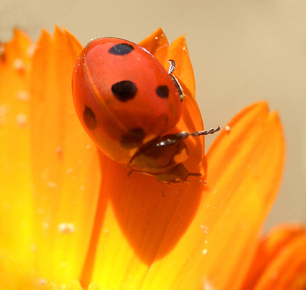 ladybird...(3) stock photo