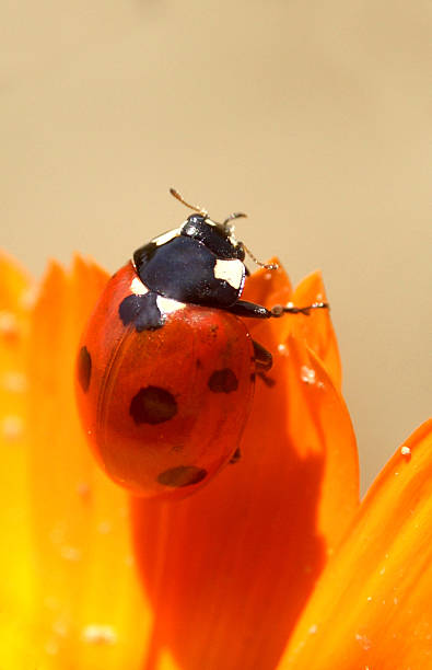 ladybird...(2) stock photo