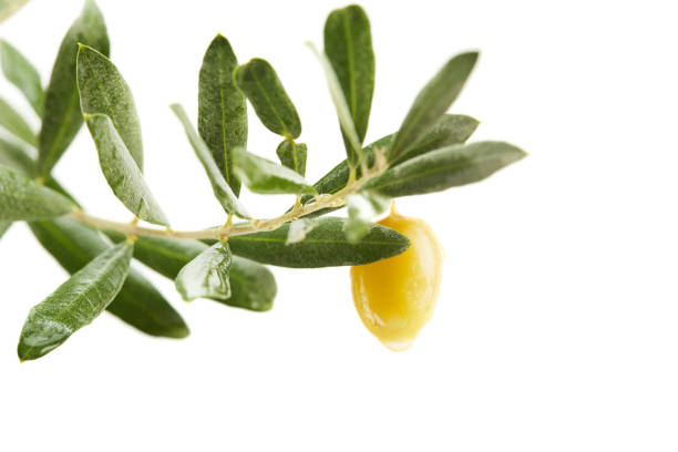 A close-up view of green olives and lush leaves on an olive tree branch, capturing the essence of Mediterranean agriculture.