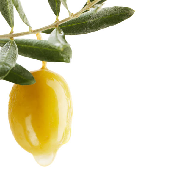 istock Olive tree branch with green leaves and an olive over white background 1395311397
