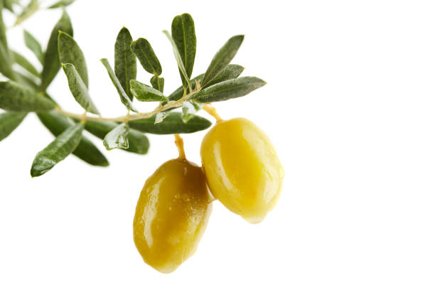 istock Olive tree branch with green leaves and two olives over white background 1395311430