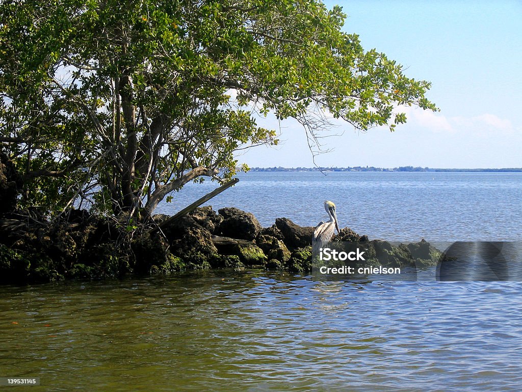 Everglades Pelican Pelican on a small island in the Everglades Bird Stock Photo