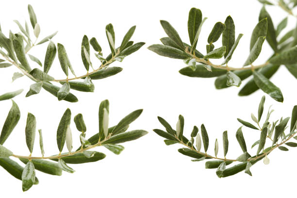 istock Group of fresh olive branches isolated on the white background 1395311523