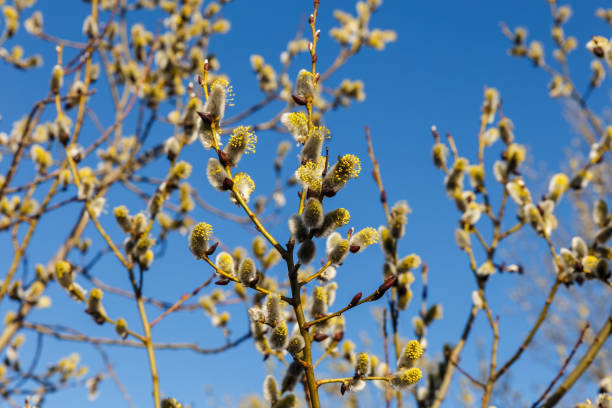 istock willow flowers on a background of blue sky 1395312188