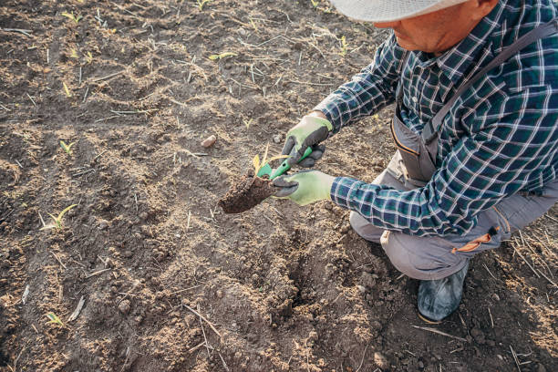 istock Agronomist in the corn field 1395312670