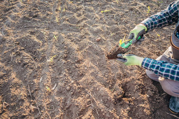 istock Agronomist in the corn field 1395312677