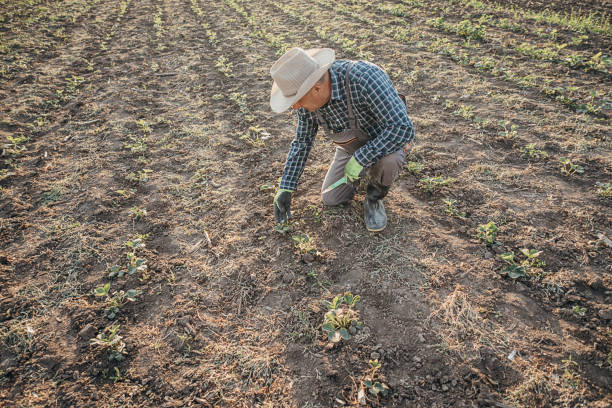 istock An agronomist in a strawberry field 1395312691