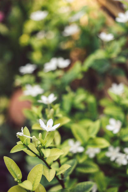istock Background jasmine flower or white flower 1395312707