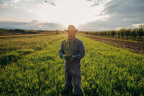 istock Portrait of a successful wheat farmer 1395312722