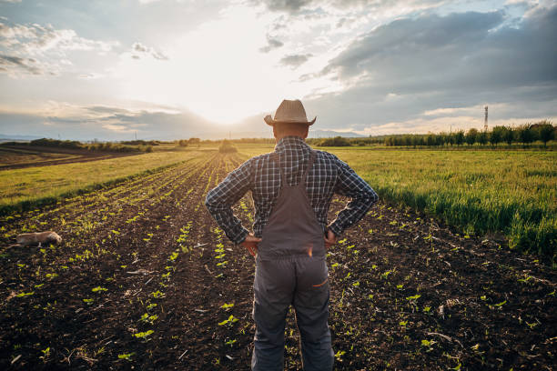 istock Farmer in a sunflower field 1395312725