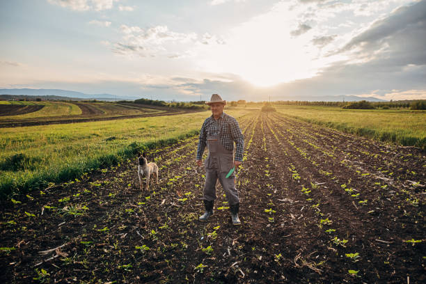 Farmer in a sunflower field