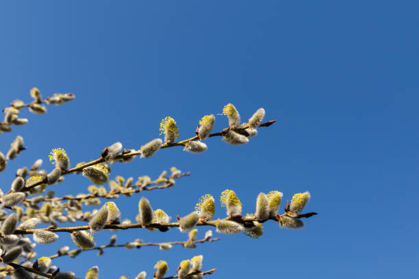istock willow buds in early spring and blue sky 1395312803