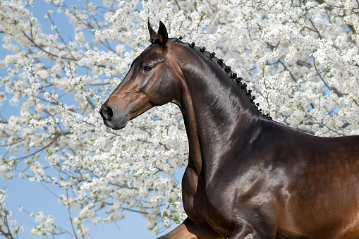 Bay stallion portrait on spring blossom tree