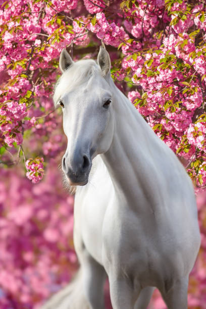 istock White arabian horse against pink blossom tree 1395312836
