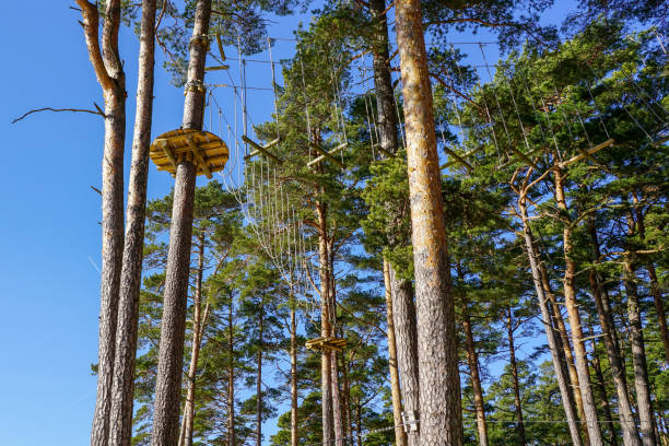 istock Very high rope bridge in a pine forest, part of a ropes course 1395314021