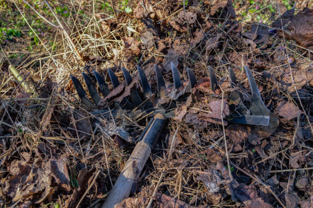istock rake on withered grass and leaves. clearing leaves in a park or backyard 1395314465