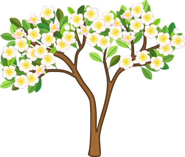 istock Cartoon flowering apple tree with white flowers isolated on white background 1395314809