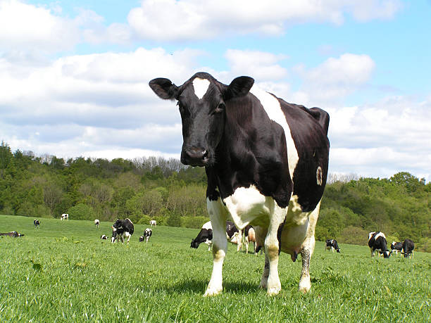 big vaca - cow field dutch culture netherlands - fotografias e filmes do acervo