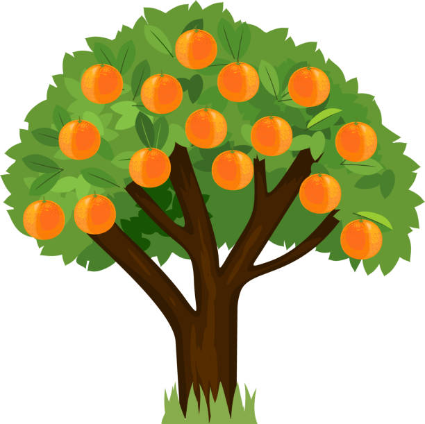 istock Cartoon orange tree with green crown and ripe oranges isolated on white background 1395315846