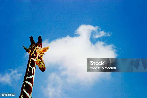 Foto de Futuro Perspectivas e mais fotos de stock de Acaso - Acaso, Alto - Descrição Geral, Animal