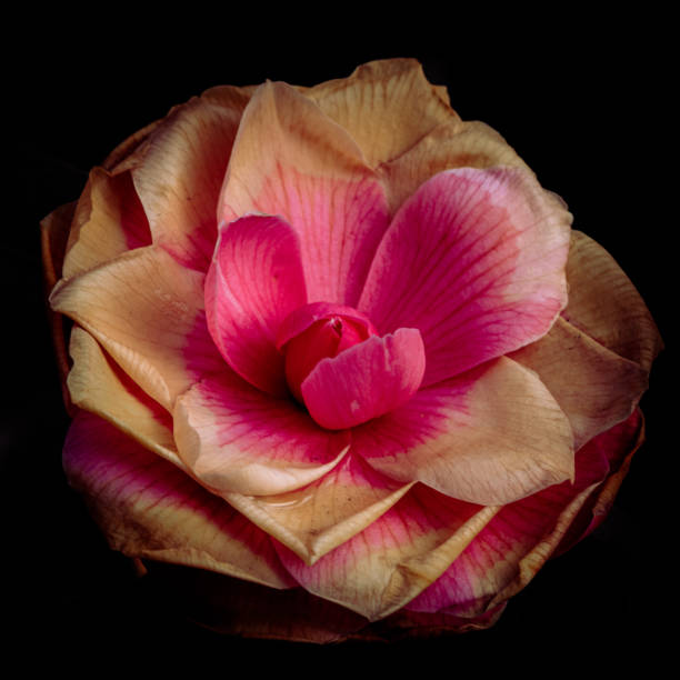istock Pink and Red Rose 1395316076