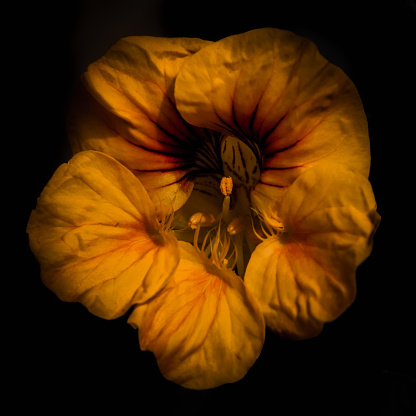 A moody edit of a yellow nasturtium on a black background
