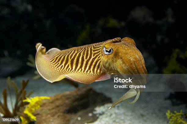 Cuttlefish Stock Photo - Download Image Now - Cuttlefish, Animal, Horizontal