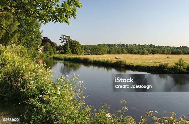 Photo libre de droit de Été De Soirée banque d'images et plus d'images libres de droit de Agriculture - Agriculture, Angleterre, Animaux domestiques