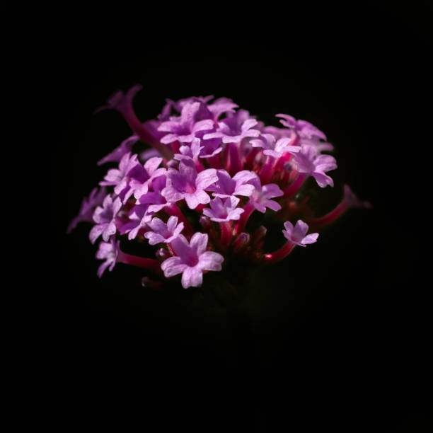 istock Pink Spanish Valerian Blooms 1395316348