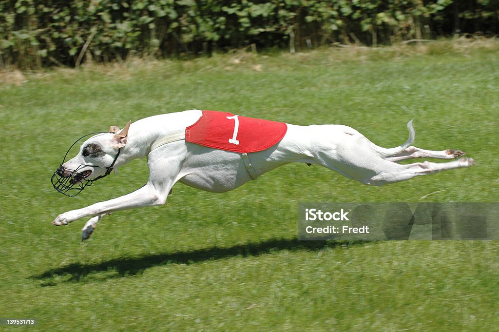 Cão na pista de corridas - Royalty-free Whippet Foto de stock