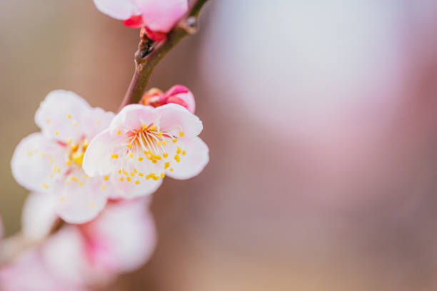 Pink colored Japanese apricot blossom in spring, Mar. 2022