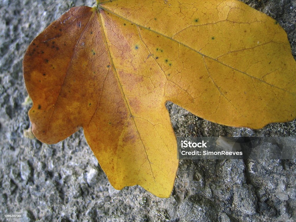 Ahornblatt auf road - Lizenzfrei Ahorn Stock-Foto