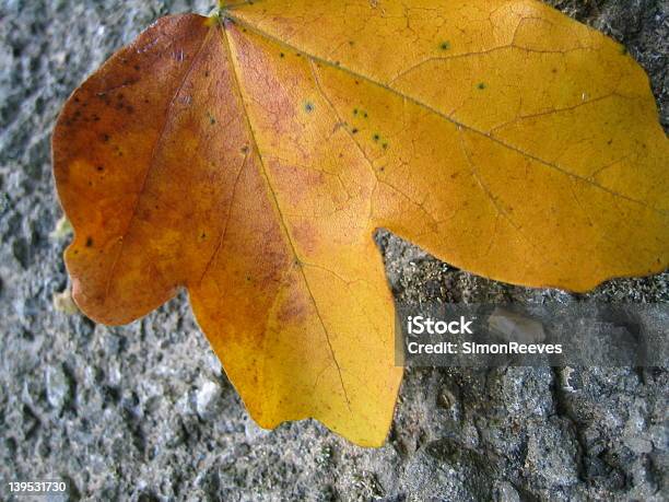 Ahornblatt Auf Road Stockfoto und mehr Bilder von Ahorn - Ahorn, Asphalt, Blatt - Pflanzenbestandteile