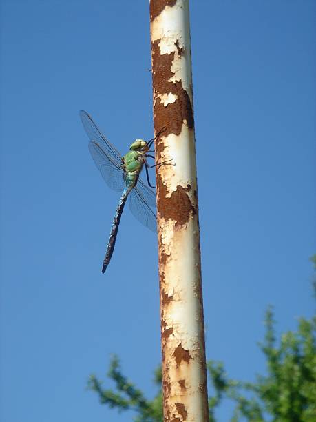 the dragonfly stock photo