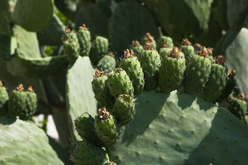 Close up image of prickly pear cactus in the sunlight