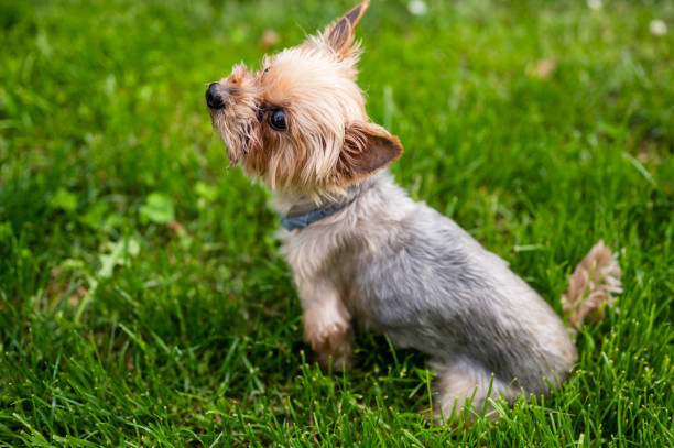 istock Yorkshire Terrier dog sitting in fresh grass and looking up 1395318207