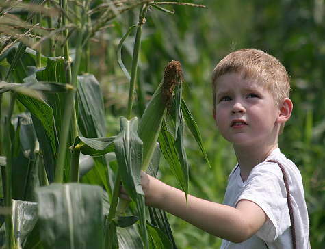 A boy looks up at the sky while picking corn.