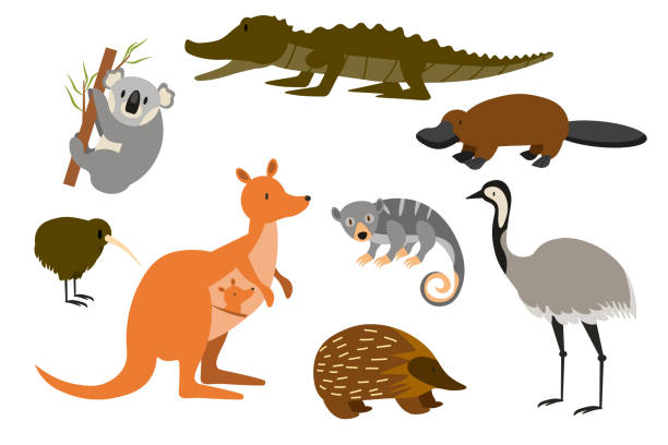 Australian animals in cute cartoon vector set. Funny illustrations of rare and unique fauna of Australia EPS Australian animals in cute cartoon vector set. Funny illustrations of rare and unique fauna of Australia tasmanian animals stock illustrations